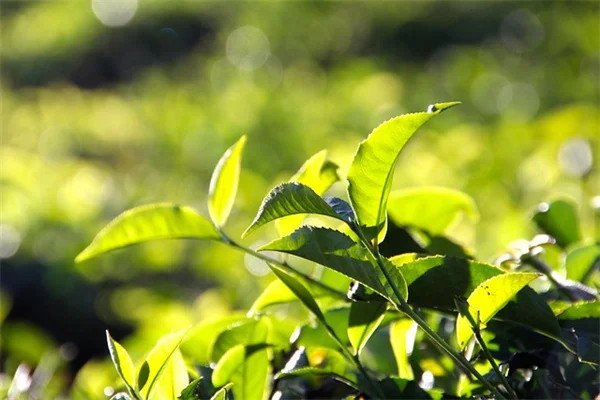 家庭菜園の過剰植えを防ぐ！失敗しない計画術