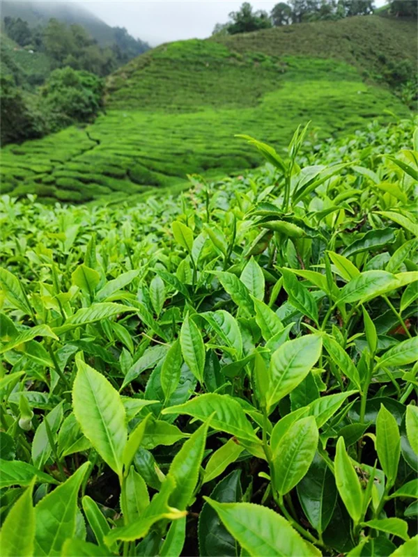 日本水菜（ミブナ）の育て方！初心者でも簡単に栽培できるコツと収穫のポイント