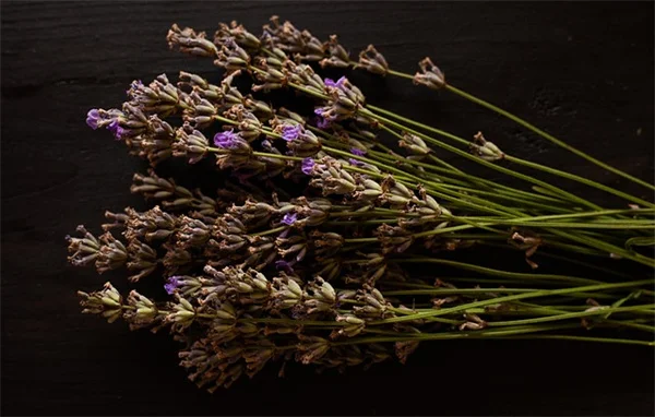 秋の一年草で花壇を長く楽しむコツ